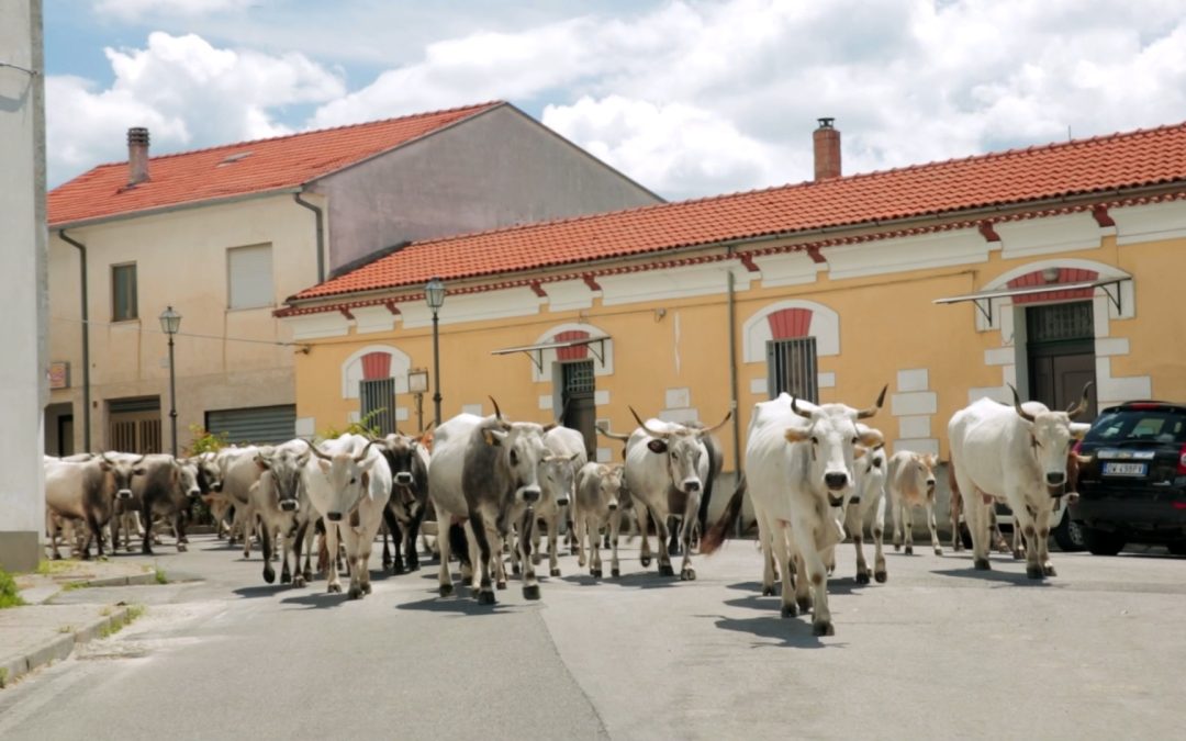La rétrospective thématique Itinérances animales
