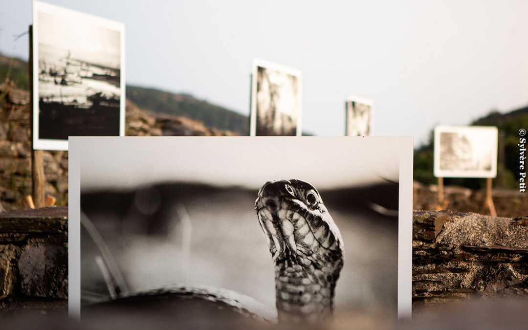 Exposition Les Métamorphoses